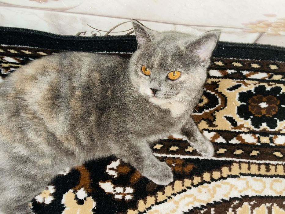 Срочно продается кошка! Британская короткошерстная!