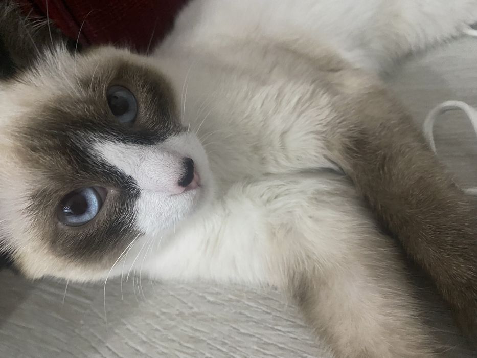 Котёнок Микки ищет дом