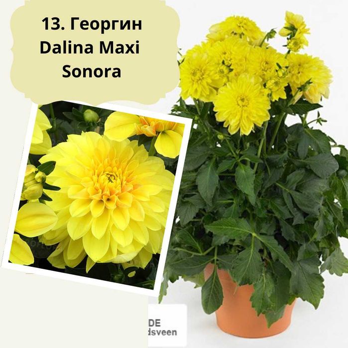 Георгины бордюрные (патио) вегетативные