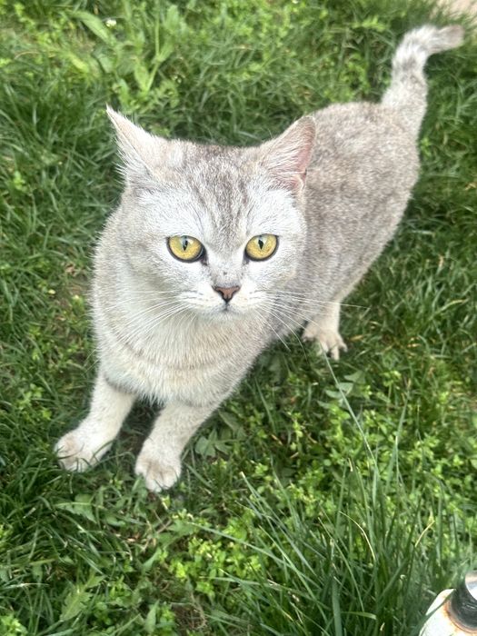 Qiz bola 2yosh ikkiqat hozirda zotli mushuga qoshilgan