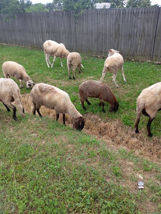 Miei Suffolk/bergamasc/carabas