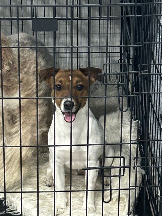 Продажа животных