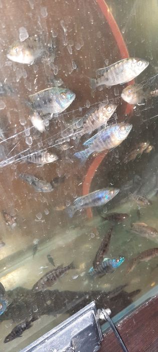 Алунакара баликклар