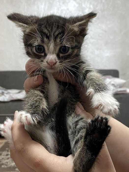 Отдам котят бесплатно