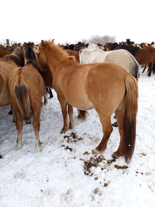 Құла байтал сатылады, буаз