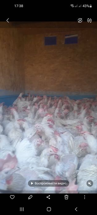Инватор тауык сатылады 600тг