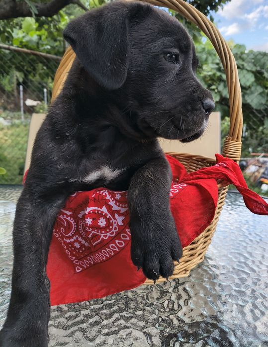 Куче  Кане Корсо