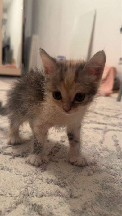 котенок 1.5 месяца