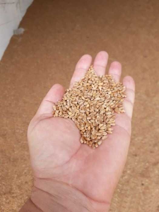 Porumb vrac/sac Grau Orz Ovaz Tarate Grau Floare Mazăre AmestecCereale