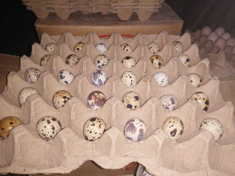 Суточные перепелята,инкубацыонное яйцо.