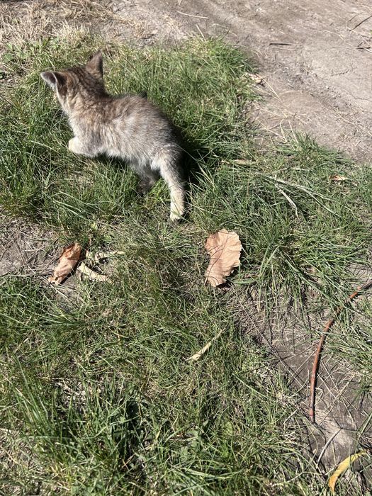 Отдам котят бесплатно