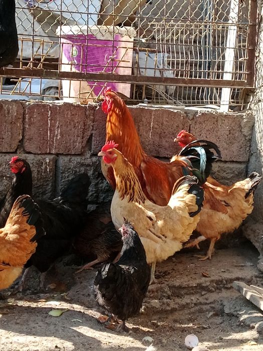 Продам инкубационные яйцо курей