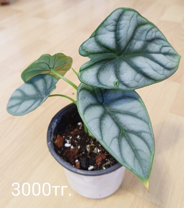 Продам алоказию Сильвер Драгон.