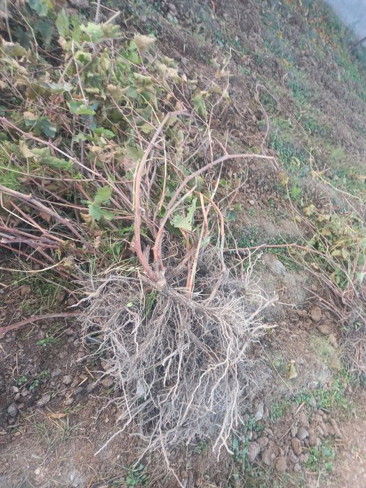 olma gala penklidi kochatlar bor