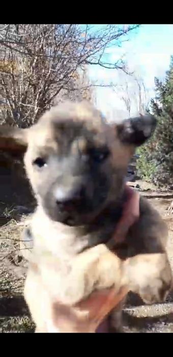 Отдам щенков в добрые руки