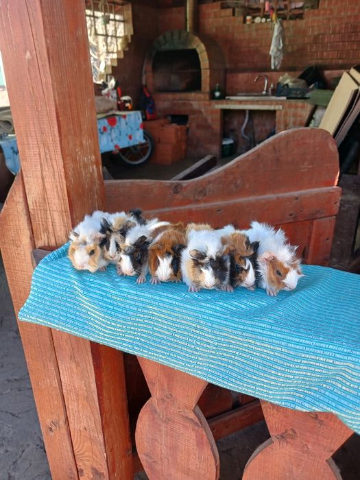 Pui de porcușori de Guineea frezati si cu parul drept