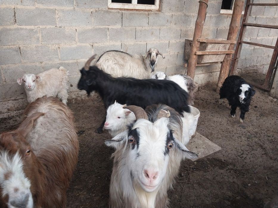 Бес ешкі ұрғашы лақтарымен