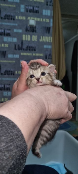 Породистые котята