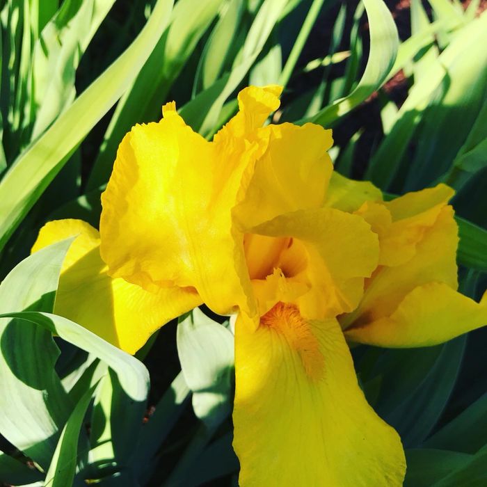 Ирисы разных цветов