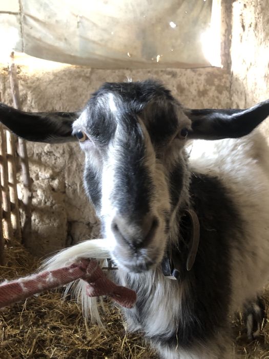 Echki va taka sotiladi