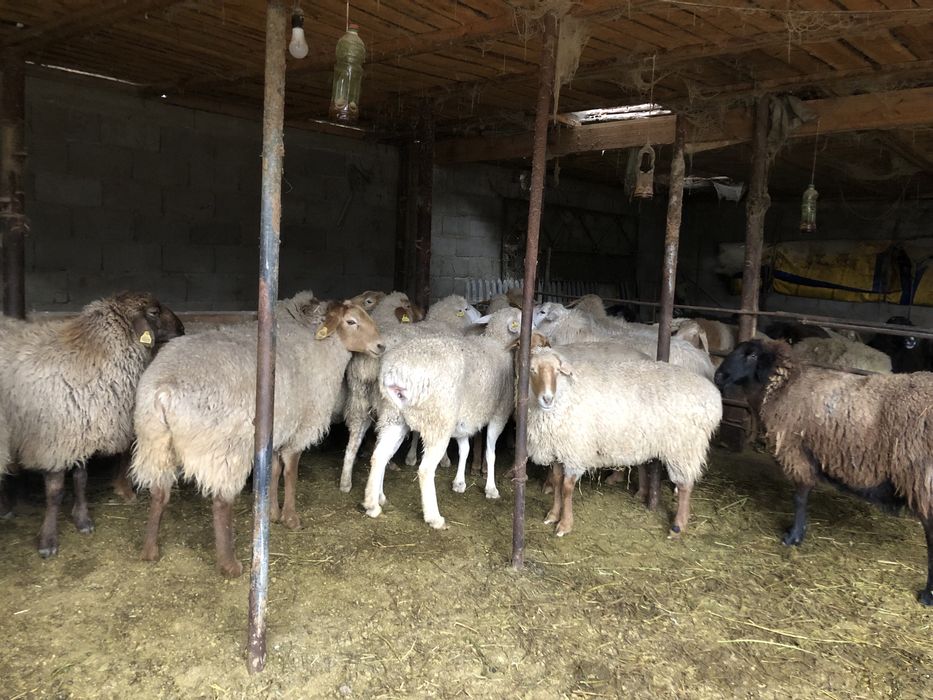 Бараны стояли на откорме
