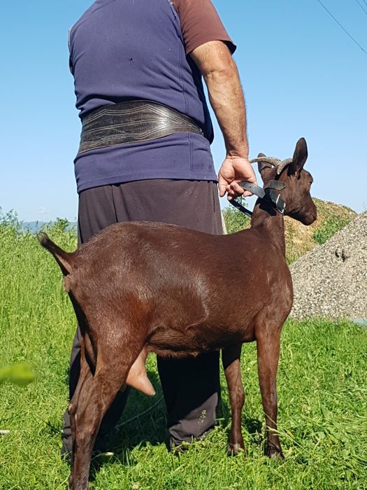 Murciano Granadina 2 capre tinere