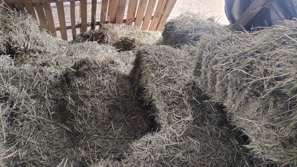 Сена люцерны жоңышқа тюк