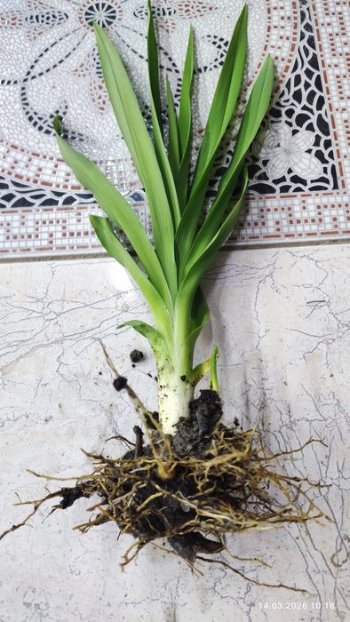 Лилейник саженцы. Лилейник кучати