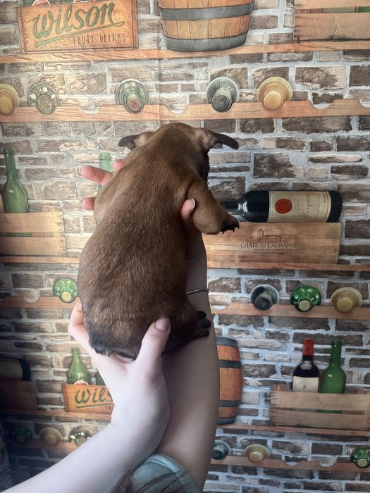 Щенки   французы