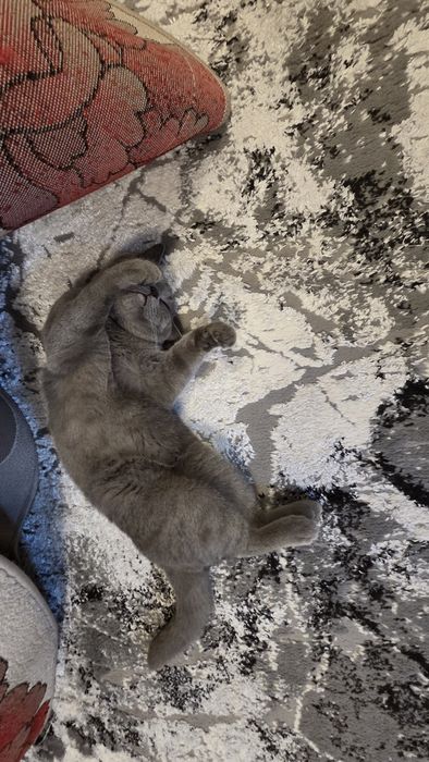 Продаётся кот скоттиш-страйт 2 года не кастрированны