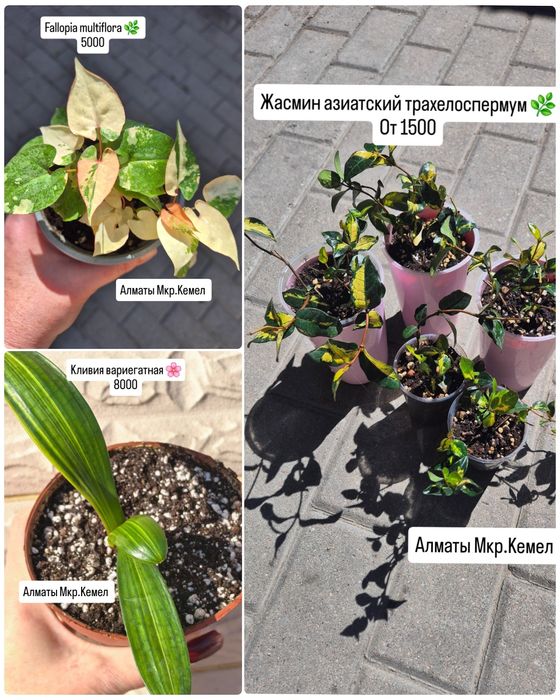 Комнатные растения