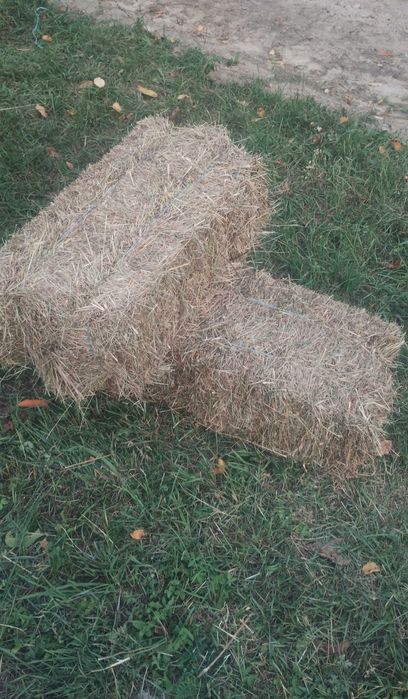 Vand baloti productie 2025