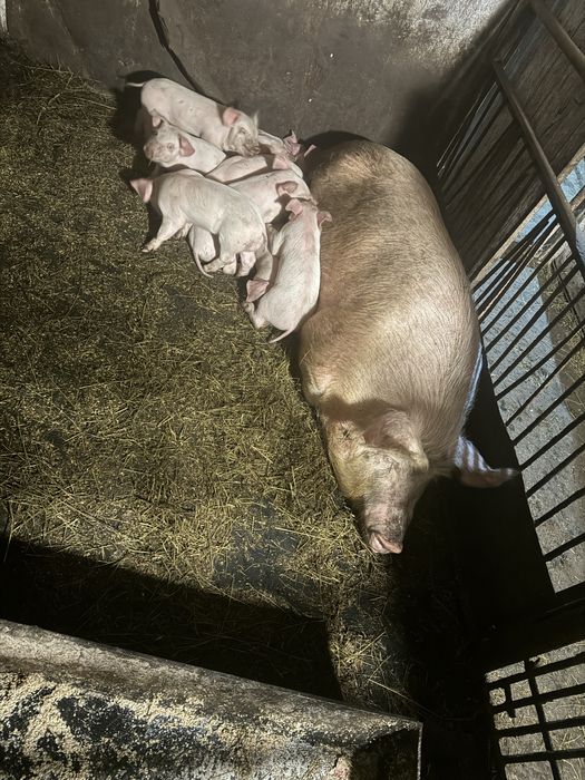 Продаются поросята месячные