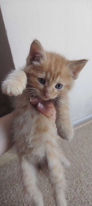 Отдам котёнка в добрые руки!