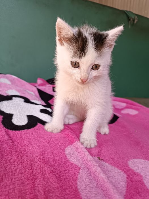 Отдам добрые руки мальчик очень милый