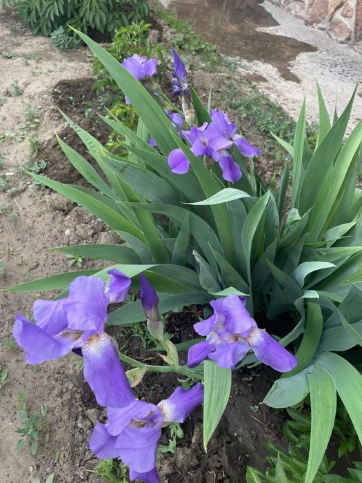 Продается Ирис нежно сиреневый высокий