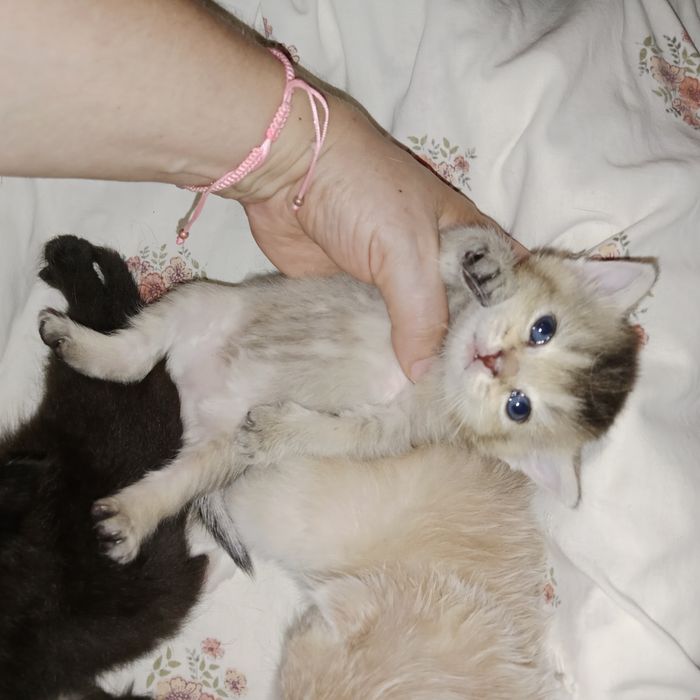Для брони котята Скоттиш Страйт