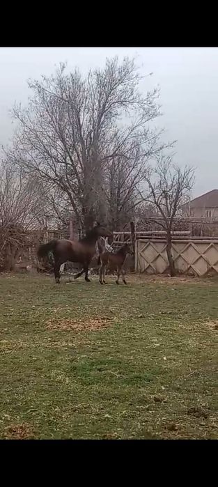 7 жасар құлынды бие