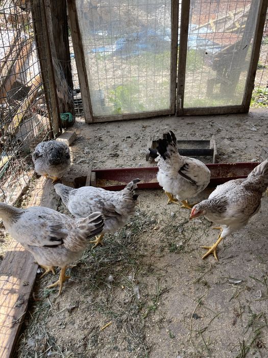 Gaini puicute. Si cocosi Tinere toate culorile.  Gat golas. Porumbițe