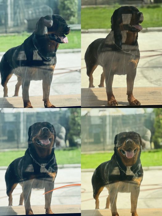 Femela rottweiler