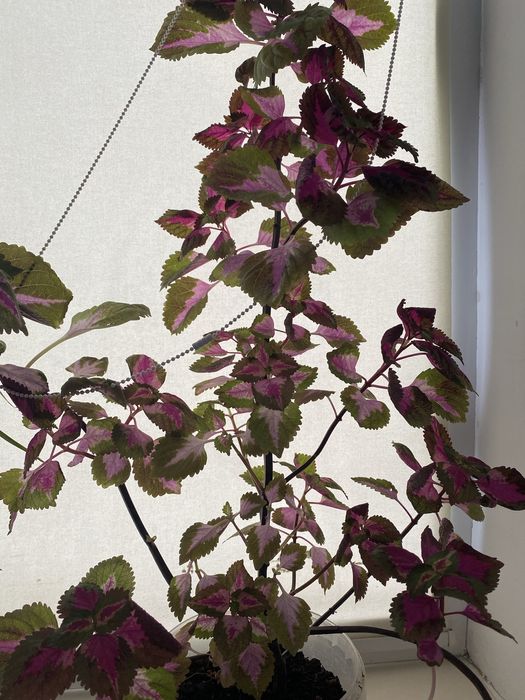 Продам комнатные растения