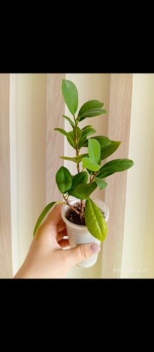 Комнатные растения/ комнатные цветы