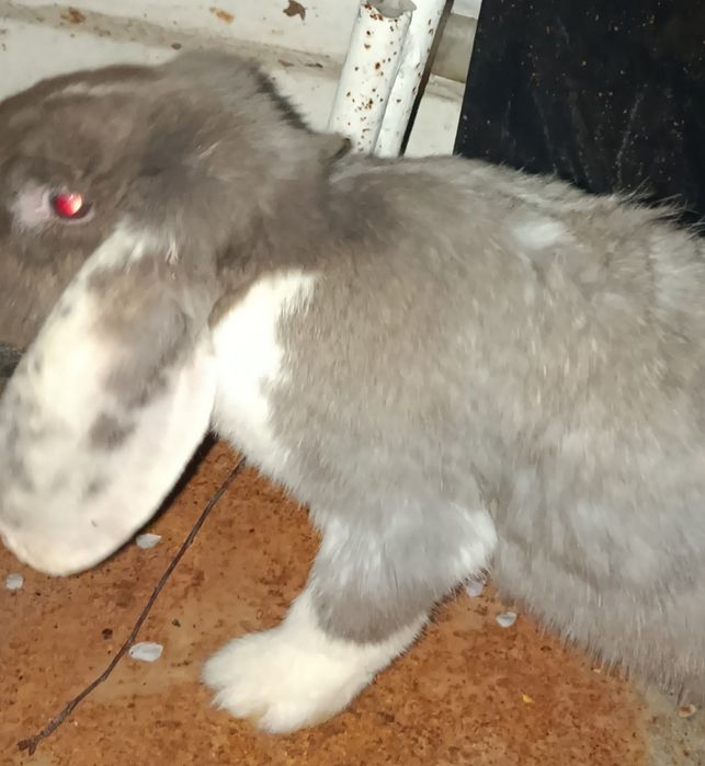 Продам крольчиха парода баран