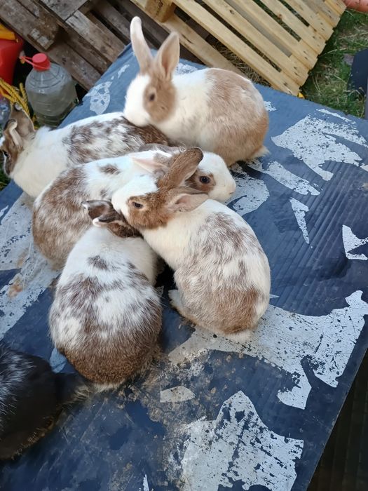 Vând iepuri rasa mica