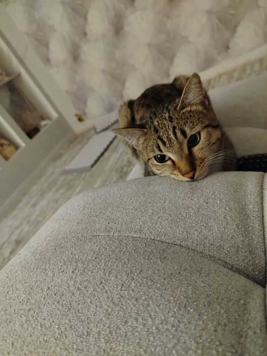 Отдам кота в хорошие руки