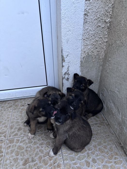 Малки кученца.