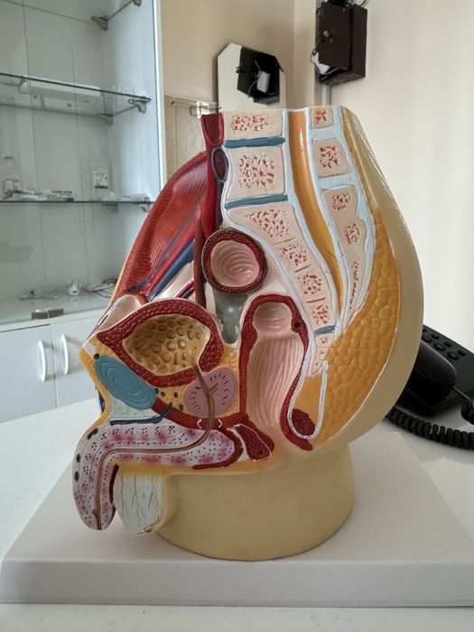 Анатомик муляж макет почки, полового органа мужчин anatomik mulyaj