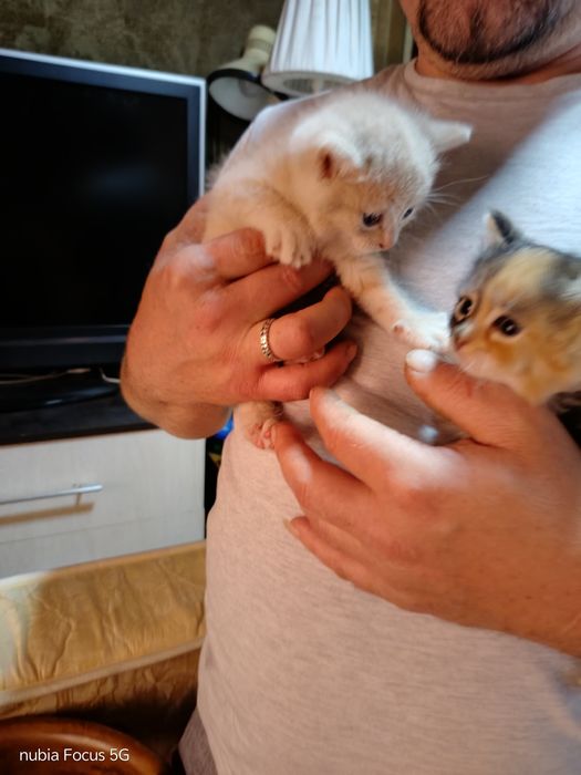 Отдам даром котят ооочень красивые