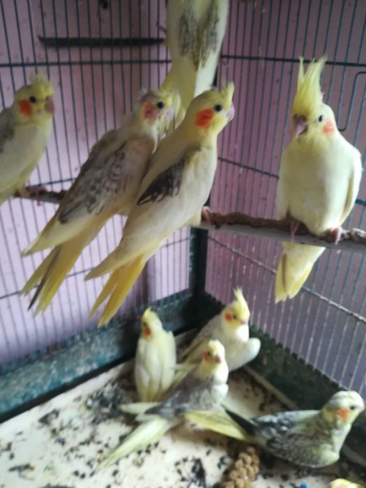 Vand papagali perusi