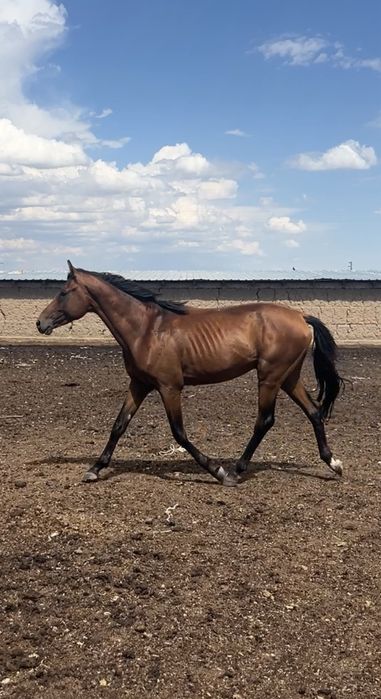 Тазағанды Бесті Айғыр Сатылады
